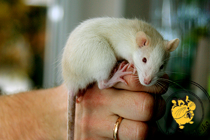Common health & parasites | Silver's Rattery
