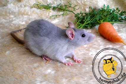 Домашние крысы: содержание, уход и питание декоративной крысы - Грызуны обзор на Gomeovet