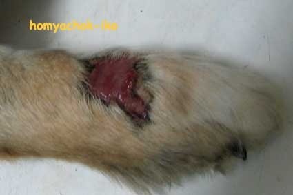 Очаги микроспории на лапе у собаки. Глубокая форма.Микотический участок был подвергнут сильному разлизыванию животным. Фото любезно предоставлено ветеринарной клиникой "Вита".