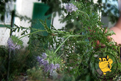Фацелия - красивое и пряное кормовое растение