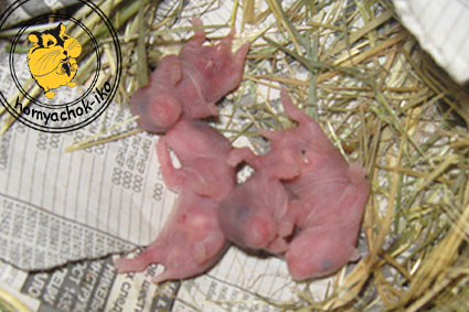 новорожденные сирийские хомячки