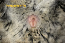 Половые органы самки. Имеют специфическое для самки строение и расположены на близком расстоянии от ануса. Его здесь плохо видно из-за повышенной пушистости.