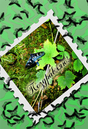 открытка с бабочкой